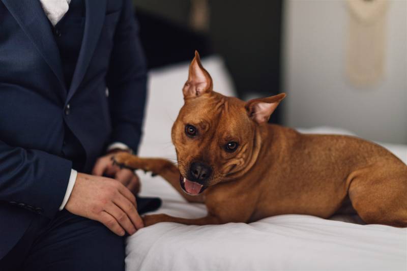 Panting brown dog on bed laying beside man in navy blue suit 