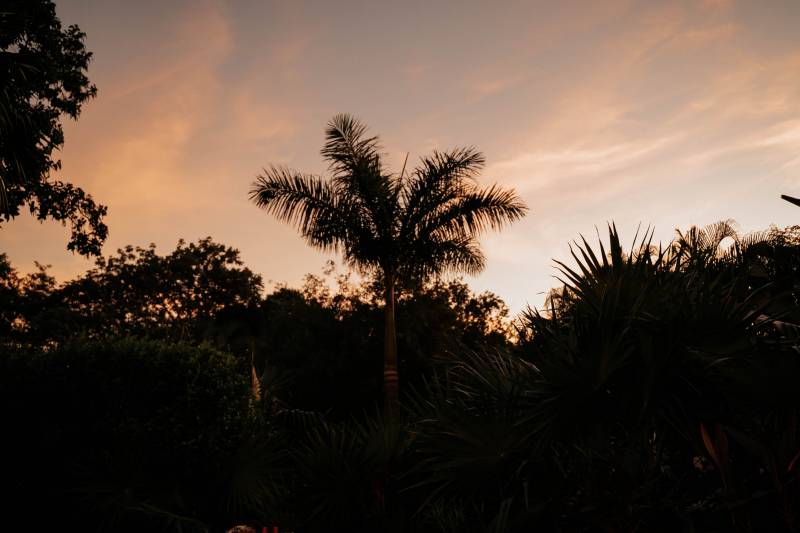 Palm trees and other foliage during sunset 
