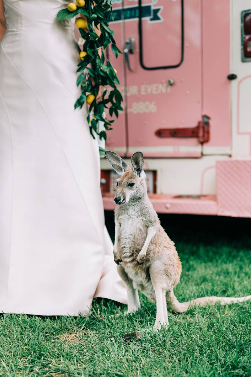 Kangaroo standing in grass beside bride in white dress