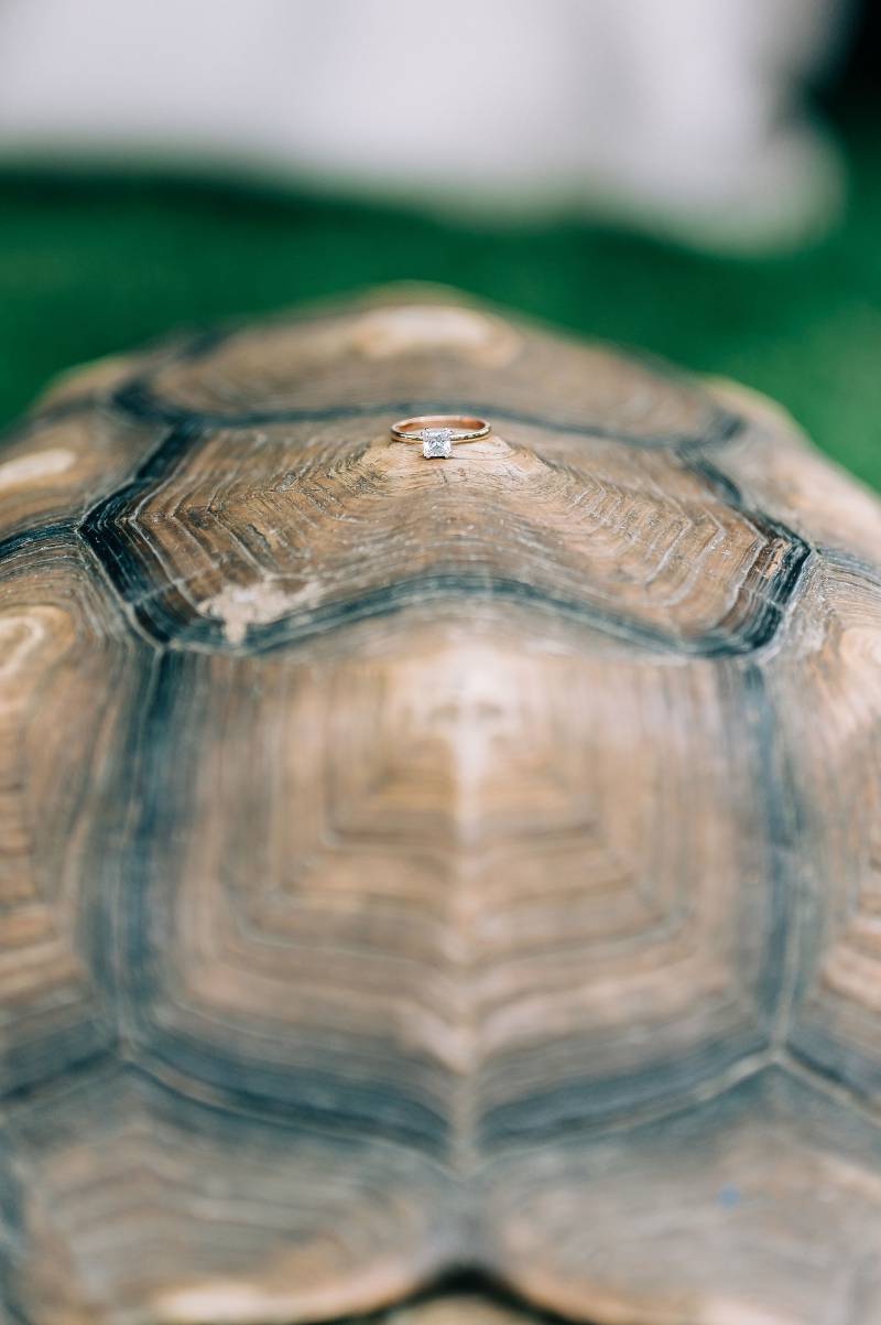 Wedding ring on turtle shell