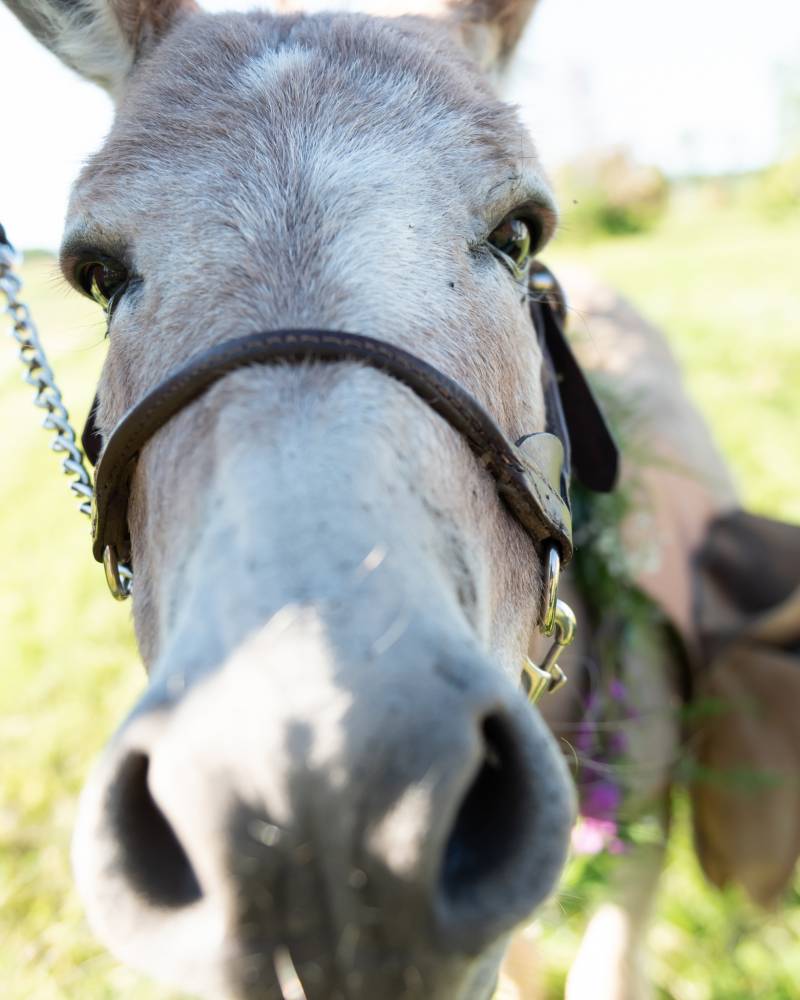 Close up of donkey face 